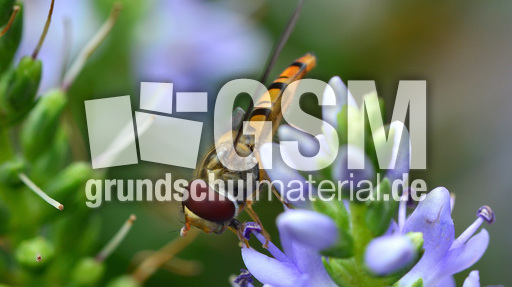 Garten-Schwebfliege (8).jpg